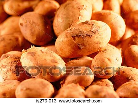 Unwashed potatoes View Large Photo Image Stock Image - Unwashed potatoes. Fotosearch