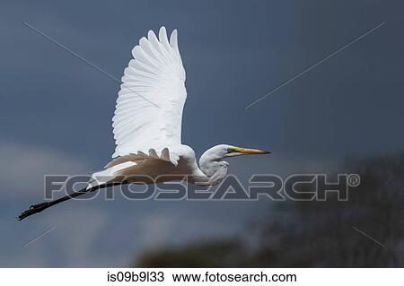 A great egret (Egretta alba), in flight, Tsavo, Kenya, Africa View Large Photo Image Stock Image - A great egret (Egretta alba), in flight, Tsavo, Kenya, Africa. Fotosearch