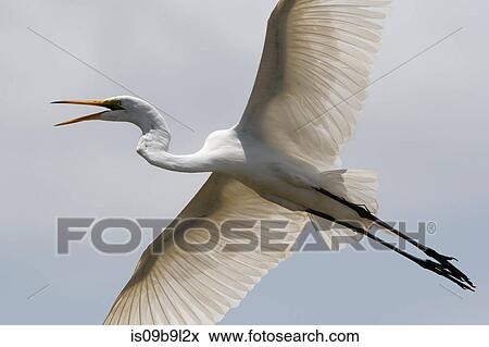 A great egret (Egretta alba), in flight, Tsavo, Kenya, Africa View Large Photo Image Stock Photo - A great egret (Egretta alba), in flight, Tsavo, Kenya, Africa. Fotosearch