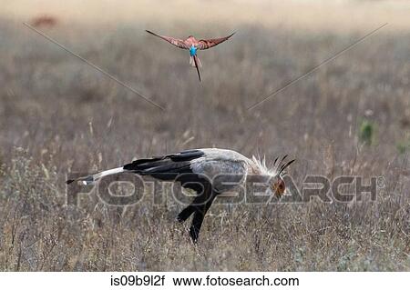 A Secretary Bird (Sagittarius serpentarius), searching for food, followed by a carmine bee-eater (Merops rubicus), Tsavo, Kenya, Africa View Large Photo Image Stock Image - A Secretary Bird (Sagittarius serpentarius), searching for food, followed by a carmine bee-eater (Merops rubicus), Tsavo, Kenya, Africa. Fotosearch