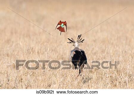 A secretary Bird (Sagittarius serpentarius), searching for food, followed by a carmine bee-eater (Merops rubicus), Tsavo, Kenya, Africa View Large Photo Image Stock Photograph - A secretary Bird (Sagittarius serpentarius), searching for food, followed by a carmine bee-eater (Merops rubicus), Tsavo, Kenya, Africa. Fotosearch