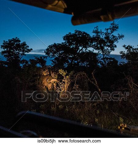 African buffalo on roadside at night, Kruger National Park, South Africa View Large Photo Image Stock Image - African buffalo on roadside at night, Kruger National Park, South Africa. Fotosearch