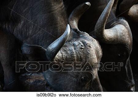 African buffalo (Syncerus caffer), close-up, Tsavo, Kenya, Africa View Large Photo Image Picture - African buffalo (Syncerus caffer), close-up, Tsavo, Kenya, Africa. Fotosearch