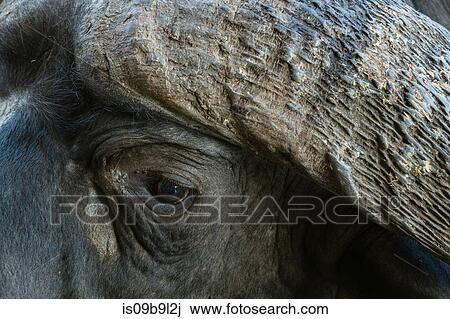 African buffalo (Syncerus caffer), close-up, Tsavo, Kenya, Africa View Large Photo Image Stock Image - African buffalo (Syncerus caffer), close-up, Tsavo, Kenya, Africa. Fotosearch