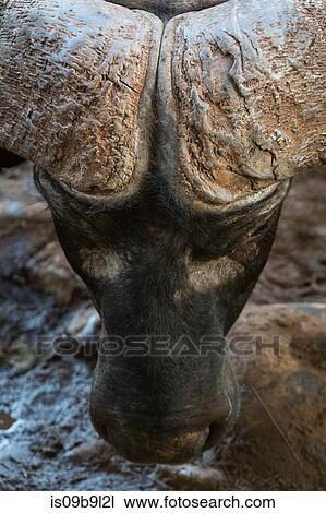 African buffalo (Syncerus caffer), close-up, Tsavo, Kenya, Africa View Large Photo Image Stock Image - African buffalo (Syncerus caffer), close-up, Tsavo, Kenya, Africa. Fotosearch