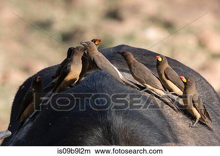 African buffalo (Syncerus caffer), with Yellow-billed Oxpeckers (Buphagus africanus), looking for parasites, Tsavo, Kenya, Africa View Large Photo Image Picture - African buffalo (Syncerus caffer), with Yellow-billed Oxpeckers (Buphagus africanus), looking for parasites, Tsavo, Kenya, Africa. Fotosearch