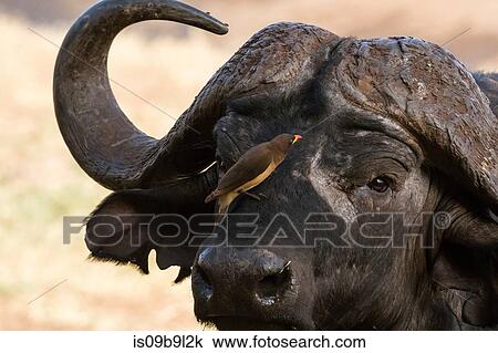 Stock Image - African buffalo (Syncerus caffer), with Yellow-billed Oxpecker (Buphagus africanus), looking for parasites, Tsavo, Kenya, Africa. Fotosearch