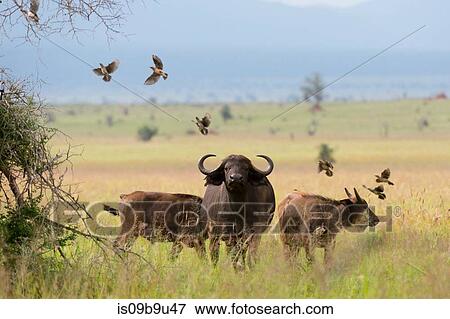 African buffalos (Syncerus caffer) on plain, Tsavo, Kenya View Large Photo Image Stock Photo - African buffalos (Syncerus caffer) on plain, Tsavo, Kenya. Fotosearch