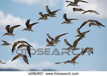 African skimmers (Rynchops flavirostris), in flight, Lake Gipe, Tsavo, Kenya, Africa View Large Photo Image Stock Image - African skimmers (Rynchops flavirostris), in flight, Lake Gipe, Tsavo, Kenya, Africa. Fotosearch