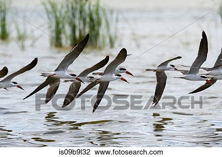 African skimmers (Rynchops flavirostris), in flight, Lake Gipe, Tsavo, Kenya, Africa View Large Photo Image Stock Image - African skimmers (Rynchops flavirostris), in flight, Lake Gipe, Tsavo, Kenya, Africa. Fotosearch