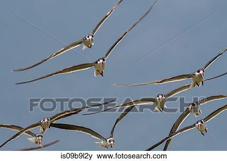 African skimmers (Rynchops flavirostris), in flight, Lake Gipe, Tsavo, Kenya, Africa View Large Photo Image Stock Photo - African skimmers (Rynchops flavirostris), in flight, Lake Gipe, Tsavo, Kenya, Africa. Fotosearch