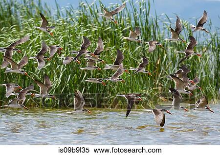 African skimmers (Rynchops flavirostris), in flight, Lake Gipe, Tsavo, Kenya, Africa View Large Photo Image Stock Photography - African skimmers (Rynchops flavirostris), in flight, Lake Gipe, Tsavo, Kenya, Africa. Fotosearch