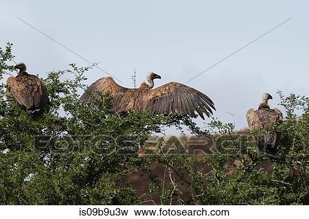 African white-backed vultures (Gyps africanus) on a tree top, Tsavo, Kenya View Large Photo Image Stock Photo - African white-backed vultures (Gyps africanus) on a tree top, Tsavo, Kenya. Fotosearch