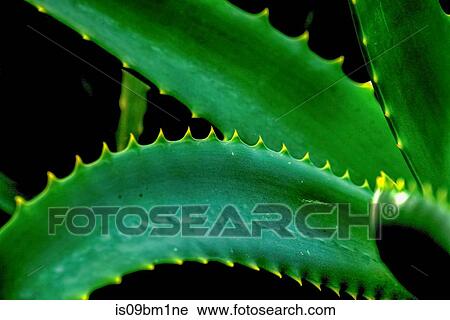 Aloe vera plant View Large Photo Image Stock Image - Aloe vera plant. Fotosearch
