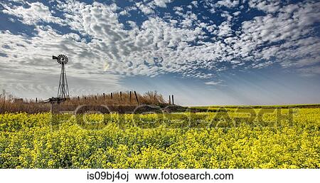 Altocumulus and crepuscular rays over rapeseed field forecasting storm, Hooker, Oklahoma, US View Large Photo Image Stock Image - Altocumulus and crepuscular rays over rapeseed field forecasting storm, Hooker, Oklahoma, US. Fotosearch