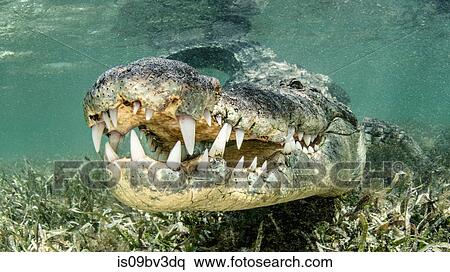 American saltwater crocodile, Chinchorro banks, Xcalak, Quintana Roo, Mexico View Large Photo Image Stock Photography - American saltwater crocodile, Chinchorro banks, Xcalak, Quintana Roo, Mexico. Fotosearch