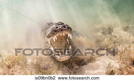 American saltwater crocodile with jaws open, Chinchorro Banks, Mexico View Large Photo Image Stock Image - American saltwater crocodile with jaws open, Chinchorro Banks, Mexico. Fotosearch