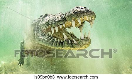 American saltwater crocodile with jaws open, Chinchorro Banks, Mexico View Large Photo Image Stock Image - American saltwater crocodile with jaws open, Chinchorro Banks, Mexico. Fotosearch