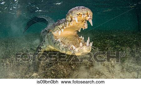 American saltwater crocodile with jaws open, Chinchorro Banks, Mexico View Large Photo Image Stock Image - American saltwater crocodile with jaws open, Chinchorro Banks, Mexico. Fotosearch