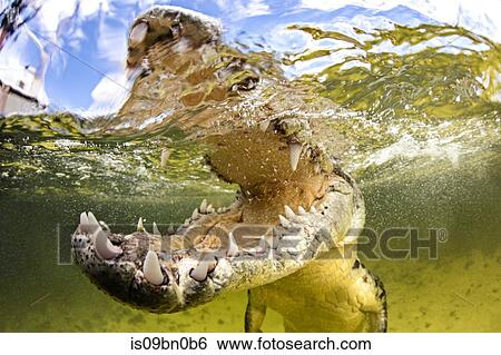 American saltwater crocodile with jaws open, Chinchorro Banks, Mexico View Large Photo Image Stock Photograph - American saltwater crocodile with jaws open, Chinchorro Banks, Mexico. Fotosearch