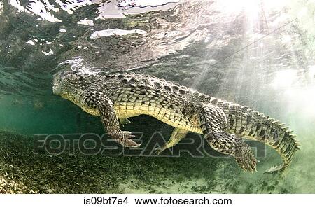 American saltwater crocodile, Xcalak, Quintana Roo, Mexico View Large Photo Image Picture - American saltwater crocodile, Xcalak, Quintana Roo, Mexico. Fotosearch