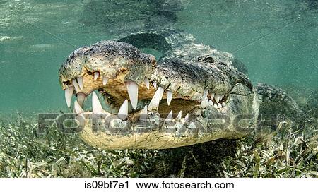 American saltwater crocodile, Xcalak, Quintana Roo, Mexico View Large Photo Image Stock Image - American saltwater crocodile, Xcalak, Quintana Roo, Mexico. Fotosearch