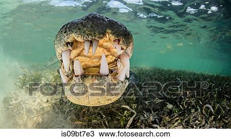 American saltwater crocodile, Xcalak, Quintana Roo, Mexico View Large Photo Image Stock Image - American saltwater crocodile, Xcalak, Quintana Roo, Mexico. Fotosearch