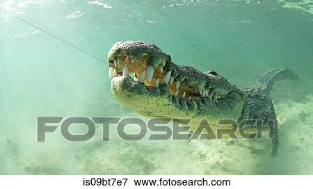 American saltwater crocodile, Xcalak, Quintana Roo, Mexico View Large Photo Image Stock Photo - American saltwater crocodile, Xcalak, Quintana Roo, Mexico. Fotosearch