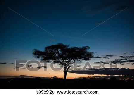 An acacia at sunset, Tsavo, Kenya, Africa View Large Photo Image Stock Photograph - An acacia at sunset, Tsavo, Kenya, Africa. Fotosearch
