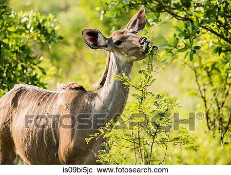 An antelope feeding on foliage in Kruger National Park, South Africa View Large Photo Image Stock Image - An antelope feeding on foliage in Kruger National Park, South Africa. Fotosearch