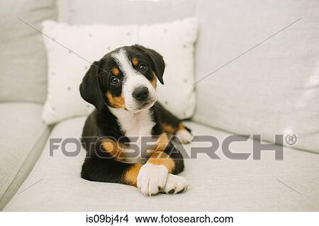 Animal portrait of puppy lying on sofa looking at camera View Large Photo Image Picture - Animal portrait of puppy lying on sofa looking at camera. Fotosearch