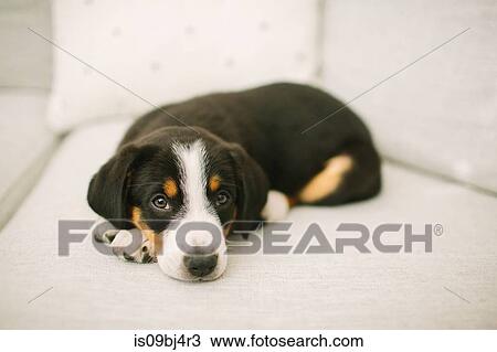 Animal portrait of puppy lying on sofa looking at camera View Large Photo Image Stock Image - Animal portrait of puppy lying on sofa looking at camera. Fotosearch