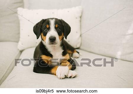 Animal portrait of puppy lying on sofa looking at camera View Large Photo Image Stock Photography - Animal portrait of puppy lying on sofa looking at camera. Fotosearch