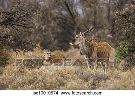 Antelope and calf in nature reserve, Touws River, Western Cape, South Africa View Large Photo Image Picture - Antelope and calf in nature reserve, Touws River, Western Cape, South Africa. Fotosearch