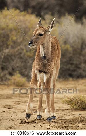 Antelope calf in nature reserve, Touws River, Western Cape, South Africa View Large Photo Image Stock Photograph - Antelope calf in nature reserve, Touws River, Western Cape, South Africa. Fotosearch