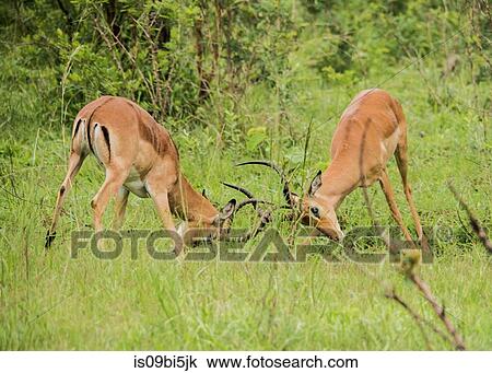 Antelopes fighting, Kruger National Park, South Africa View Large Photo Image Stock Image - Antelopes fighting, Kruger National Park, South Africa. Fotosearch