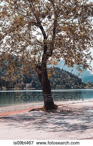 Autumn tree by lakeside, Francenigo, Veneto, Italy View Large Photo Image Stock Photo - Autumn tree by lakeside, Francenigo, Veneto, Italy. Fotosearch