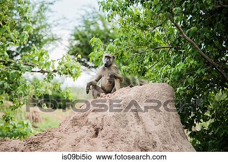Baboon on mud heap, Chobe National Park, Botswana View Large Photo Image Picture - Baboon on mud heap, Chobe National Park, Botswana. Fotosearch