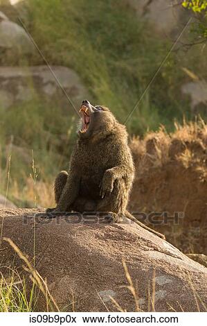 Baboon (Papio cynocephalus ursinus) on rock, Serengeti National Park, Robanda, Tanzania, Africa View Large Photo Image Stock Photo - Baboon (Papio cynocephalus ursinus) on rock, Serengeti National Park, Robanda, Tanzania, Africa. Fotosearch