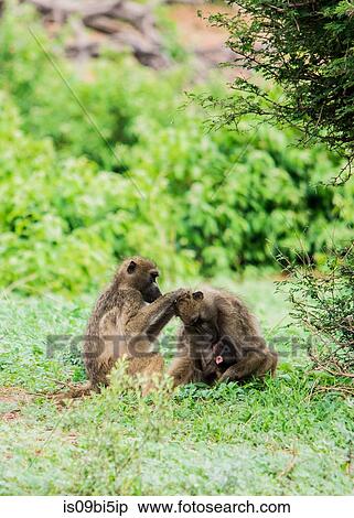 Baboons with babies grooming, Chobe National Park, Botswana View Large Photo Image Stock Photography - Baboons with babies grooming, Chobe National Park, Botswana. Fotosearch