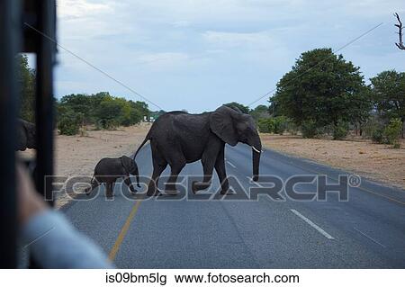 Baby and adult elephant crossing road, Kasane, North-West, Botswana View Large Photo Image Stock Image - Baby and adult elephant crossing road, Kasane, North-West, Botswana. Fotosearch