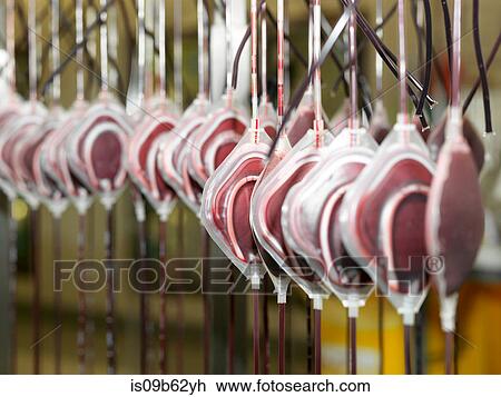 Bags of donated blood hanging in processing facility of blood bank View Large Photo Image Stock Image - Bags of donated blood hanging in processing facility of blood bank. Fotosearch