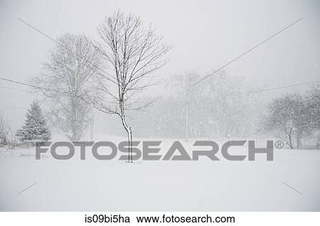 Bare trees in winter, Bath, Canada View Large Photo Image Stock Image - Bare trees in winter, Bath, Canada. Fotosearch
