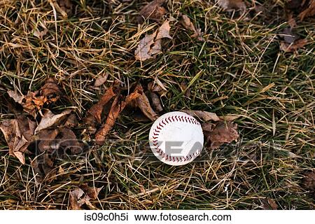 Baseball ball on damp grass with autumn leaves, overhead view View Large Photo Image Stock Image - Baseball ball on damp grass with autumn leaves, overhead view. Fotosearch