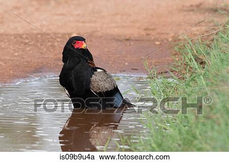 Stock Image - Bateleur eagle (Terathopius ecaudatus) in water hole, Tsavo, Kenya. Fotosearch