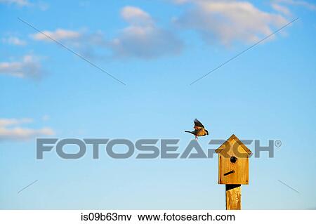 Stock Photo - Bird flying to wooden birdhouse against blue sky. Fotosearch