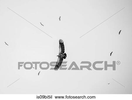 Bird in flight, low angle view, Chobe National Park, Botswana View Large Photo Image Stock Image - Bird in flight, low angle view, Chobe National Park, Botswana. Fotosearch