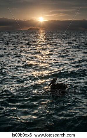Bird resting on sea at sunset, Seymour, Galapagos, Ecuador, South America View Large Photo Image Stock Photograph - Bird resting on sea at sunset, Seymour, Galapagos, Ecuador, South America. Fotosearch