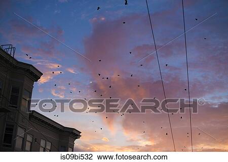 Birds flying against sunset sky, San Francisco, California, USA View Large Photo Image Stock Image - Birds flying against sunset sky, San Francisco, California, USA. Fotosearch