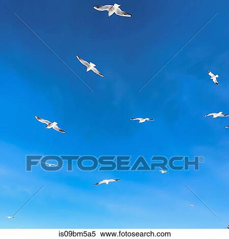 Birds in blue sky View Large Photo Image Stock Photography - Birds in blue sky. Fotosearch